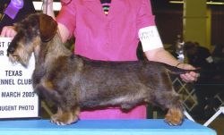 picture of dog