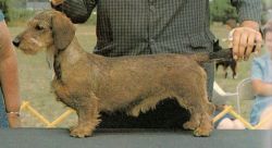 picture of dog