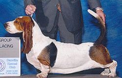 picture of dog