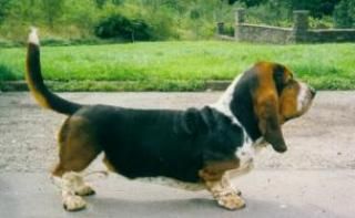 picture of dog
