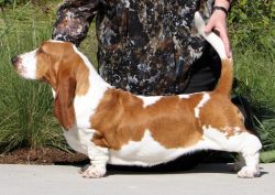 picture of dog