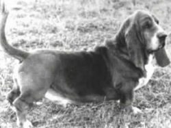 picture of dog