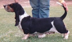 picture of dog
