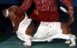 picture of dog
