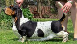 picture of dog