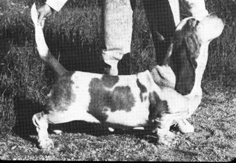 picture of dog