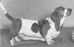 picture of dog