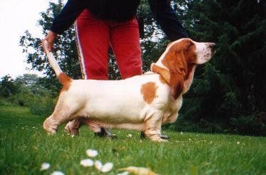 picture of dog