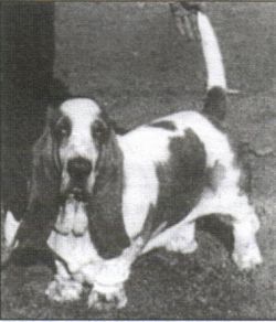 picture of dog