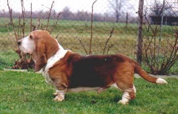 picture of dog