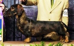 picture of dog