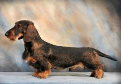 picture of dog