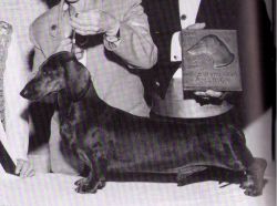 picture of dog