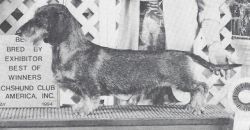 picture of dog