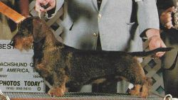 picture of dog