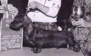picture of dog