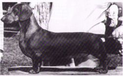 picture of dog