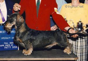 picture of dog