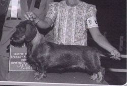 picture of dog