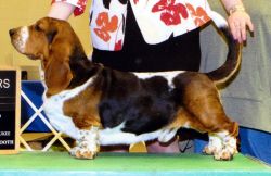 picture of dog