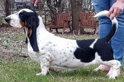 picture of dog