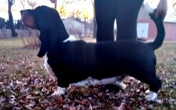 picture of dog
