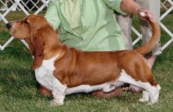 picture of dog
