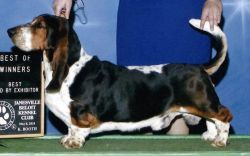 picture of dog