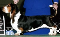 picture of dog