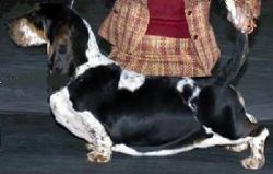 picture of dog