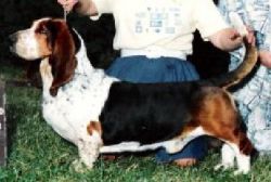 picture of dog