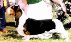 picture of dog