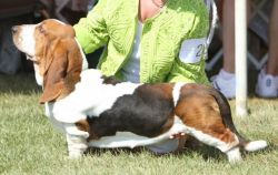 picture of dog