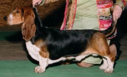 picture of dog