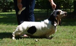 picture of dog