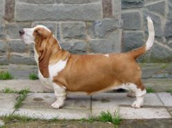 picture of dog