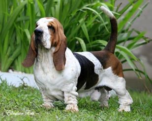 picture of dog