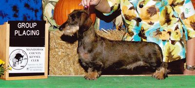 picture of dog