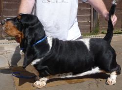 picture of dog