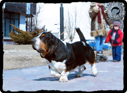 picture of dog