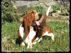picture of dog