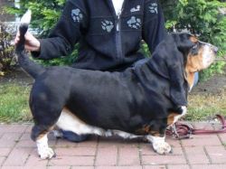 picture of dog