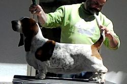 picture of dog